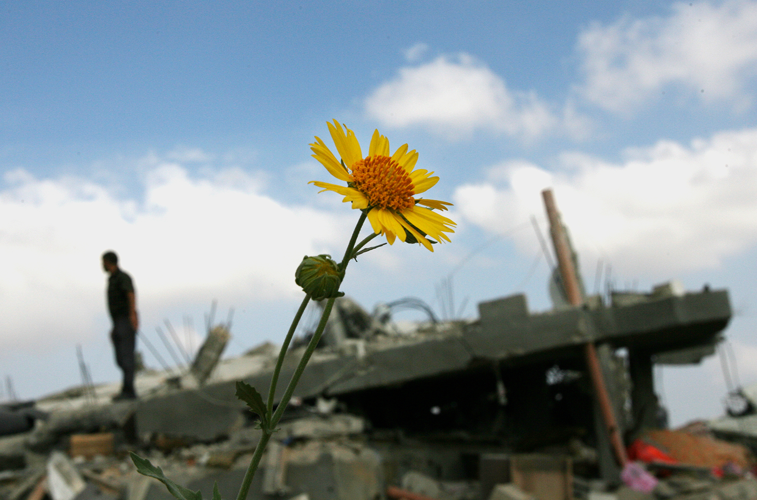 A yellow daisy in an area of post conflict.