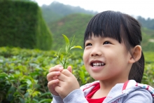 Happy Asian girl holding a green tea leaf in her hands.
